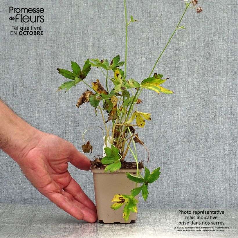 Esimerkki syksyllä toimitetusta Isotähtiputki Primadonna 8/9 cm taimiruukku-taimesta