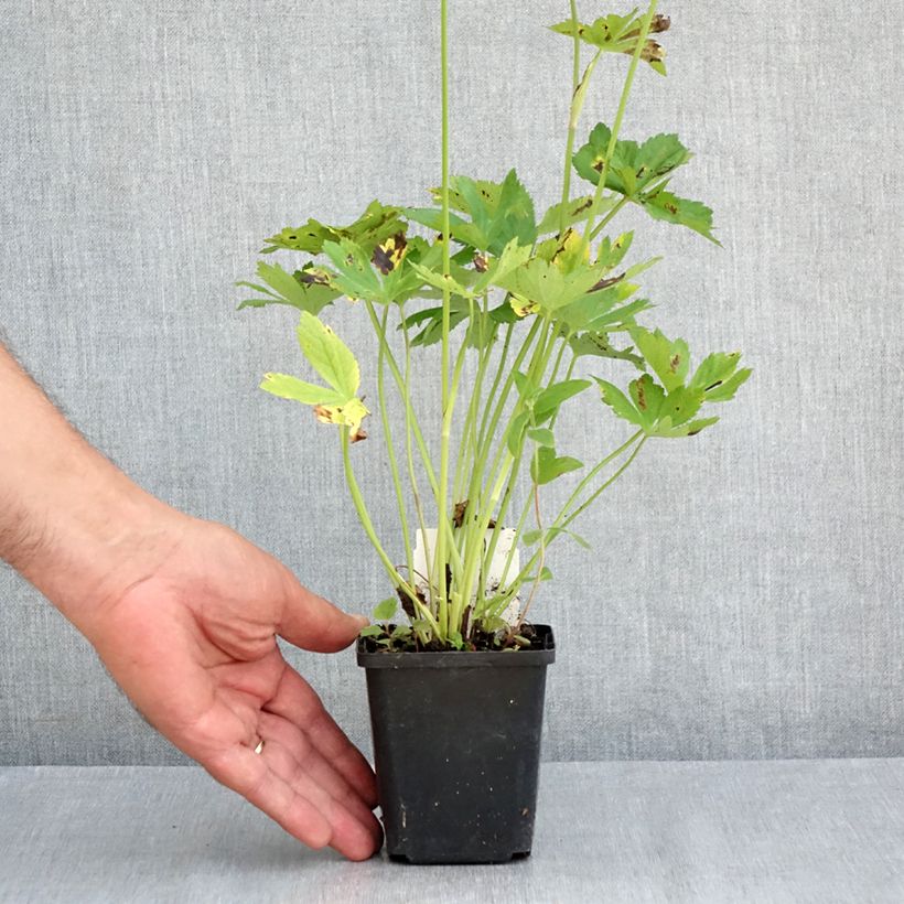 Esimerkki kesällä toimitetusta Isotähtiputki Rosensinfonie Godet de 8/9 cm-taimesta