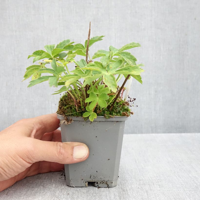 Esimerkki syksyllä toimitetusta Isotähtiputki Ruby Cloud 8/9 cm taimiruukku-taimesta