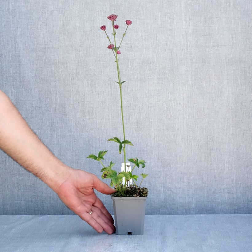 Esimerkki kesällä toimitetusta Isotähtiputki Ruby Cloud Taimiruukku 8/9 cm-taimesta