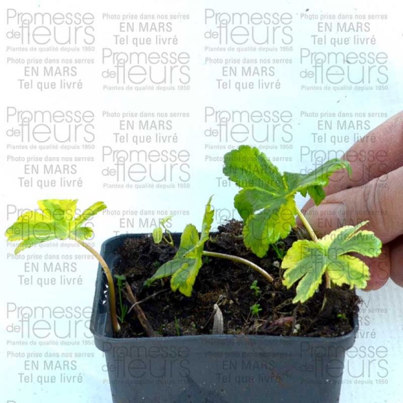 Esimerkki toimitetusta Isotähtiputki Sunningdale Variegated Godet de 8/9 cm-taimesta