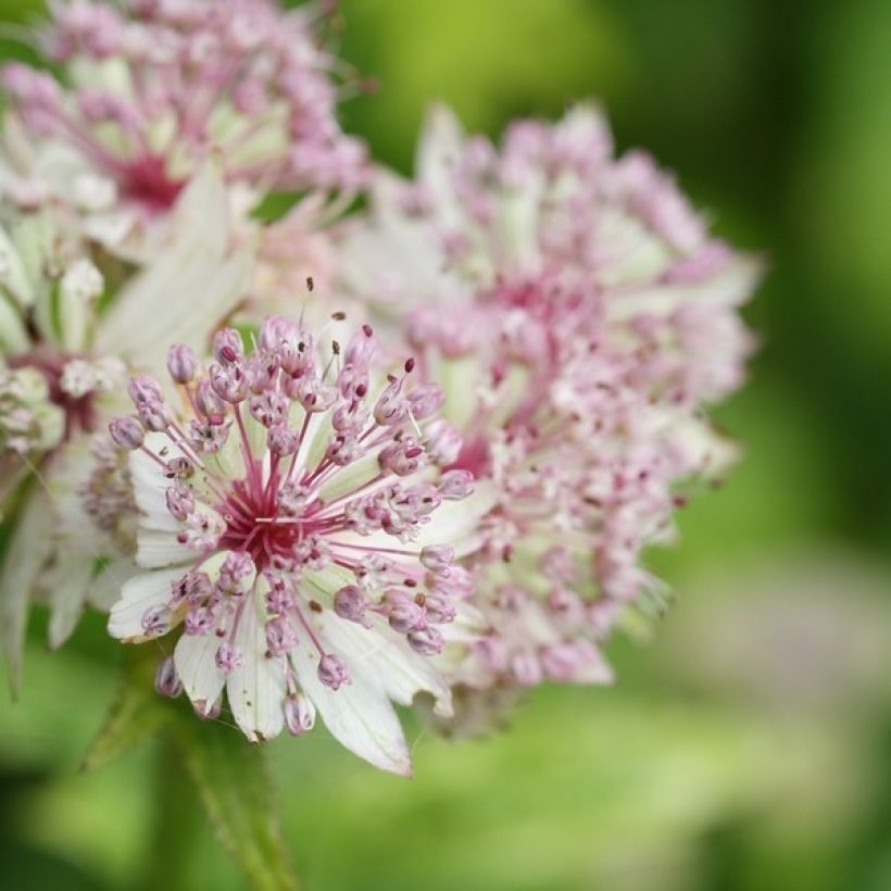 Isotähtiputki Sunningdale Variegated (Kukinta)