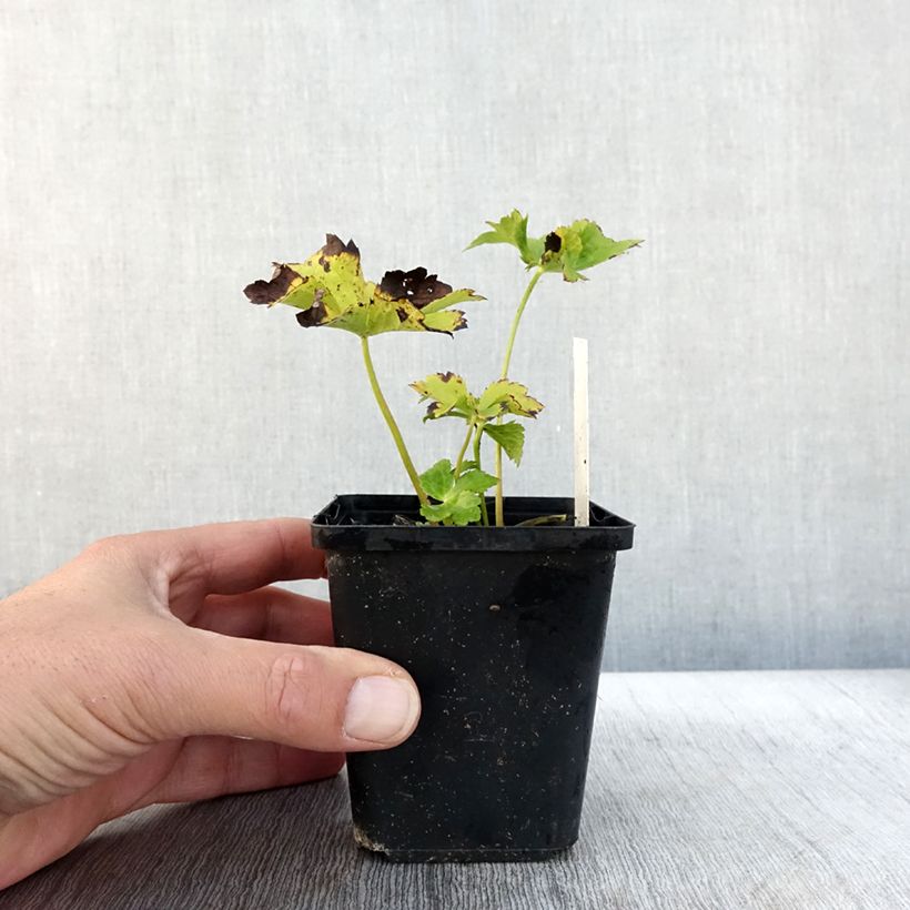 Esimerkki syksyllä toimitetusta Isotähtiputki Star of Love 8/9 cm taimiruukku-taimesta