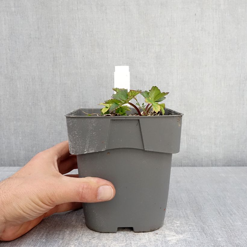 Esimerkki keväällä toimitetusta Isotähtiputki Star of Love Pot de 2L/3L-taimesta