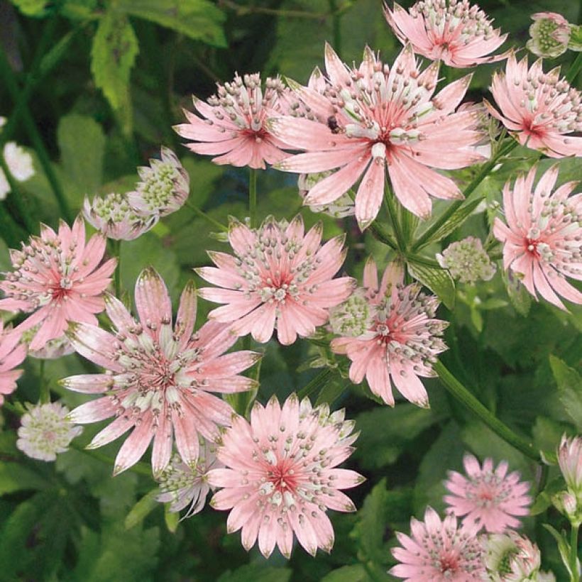Isotähtiputki Rosea (Kukinta)