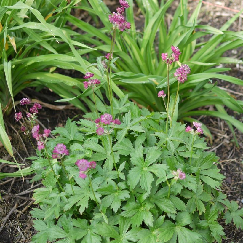Isotähtiputki Ruby Cloud (Kasvutapa)