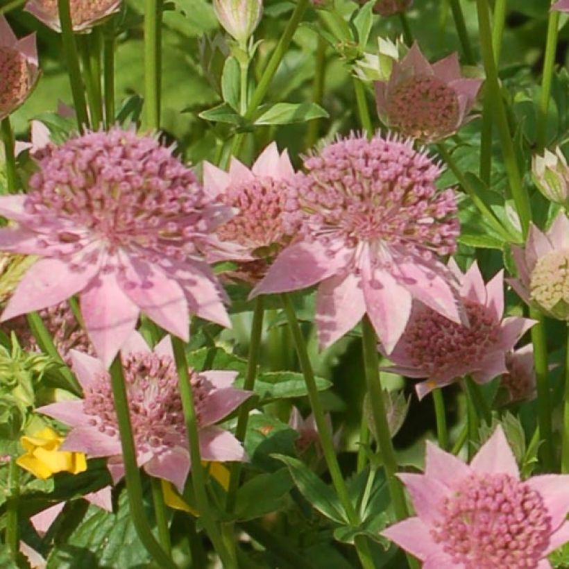 Kaukasiantähtiputki - Astrantia maxima (Kukinta)