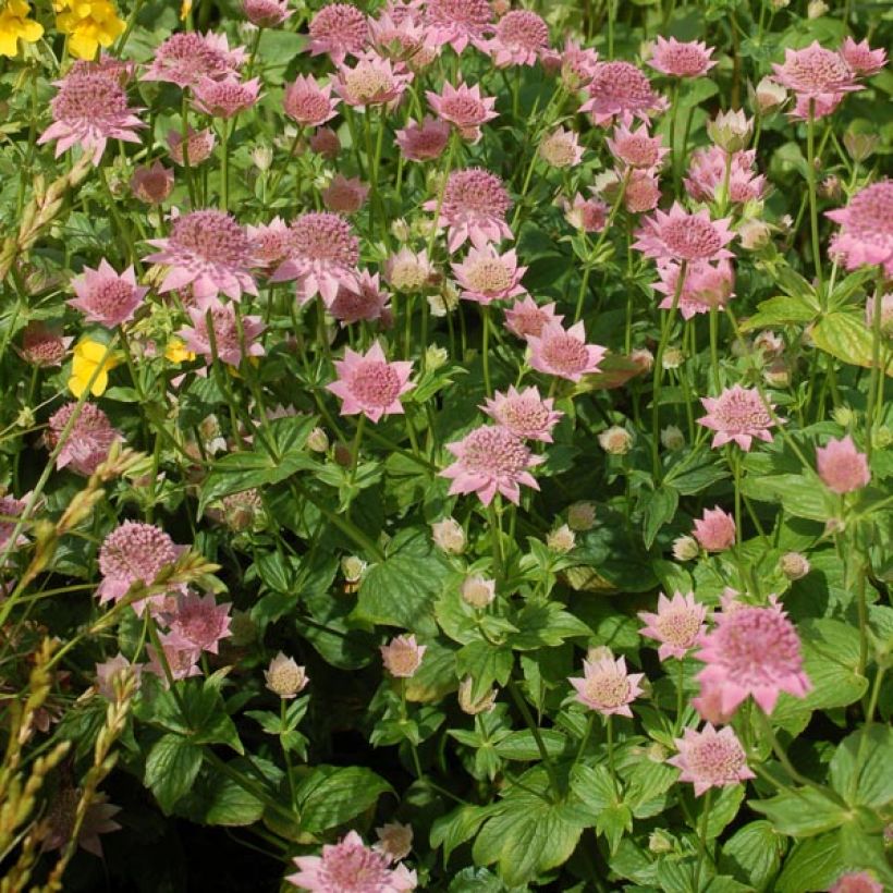 Kaukasiantähtiputki - Astrantia maxima (Kasvutapa)