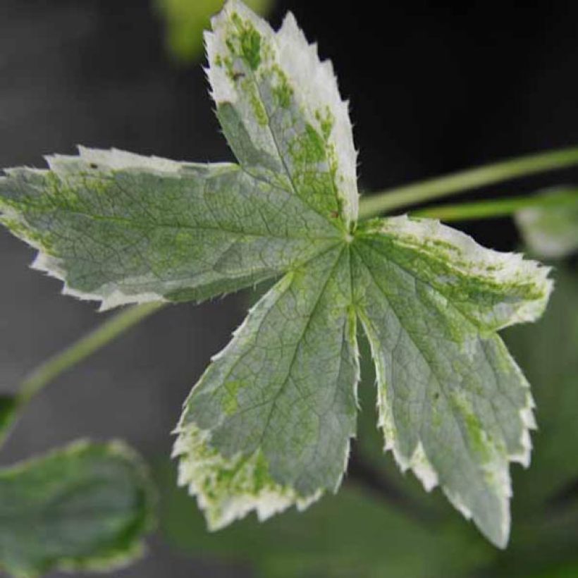 Isotähtiputki Sunningdale Variegated (Lehvistö)