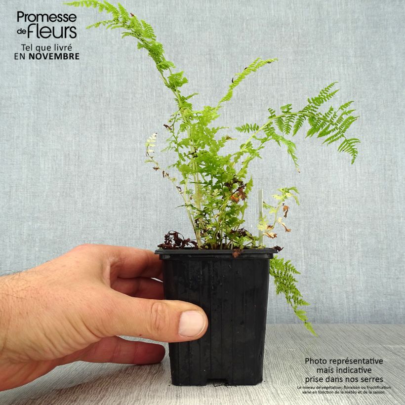 Esimerkki syksyllä toimitetusta Hiirenporras - Athyrium filix-femina 8/9 cm taimiruukku-taimesta