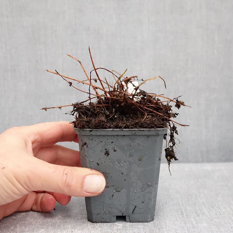 Esimerkki syksyllä toimitetusta Hiirenporras Frizelliae 8/9 cm taimiruukku-taimesta