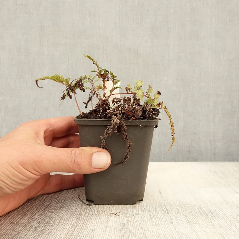 Esimerkki syksyllä toimitetusta Japaninhiirenporras Burgundy Lace 8/9 cm taimiruukku-taimesta