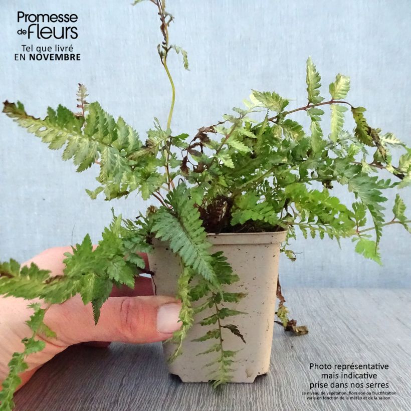 Esimerkki syksyllä toimitetusta Japaninhiirenporras Pewter Lace 8/9 cm taimiruukku-taimesta