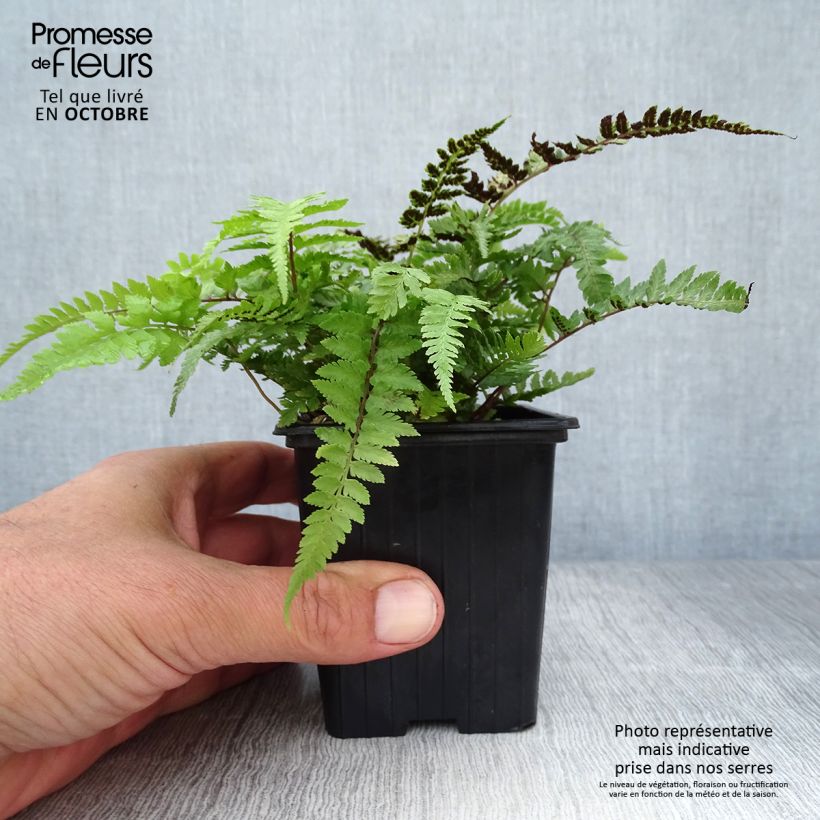 Esimerkki syksyllä toimitetusta Japaninhiirenporras - Athyrium niponicum var. pictum 8/9 cm taimiruukku-taimesta