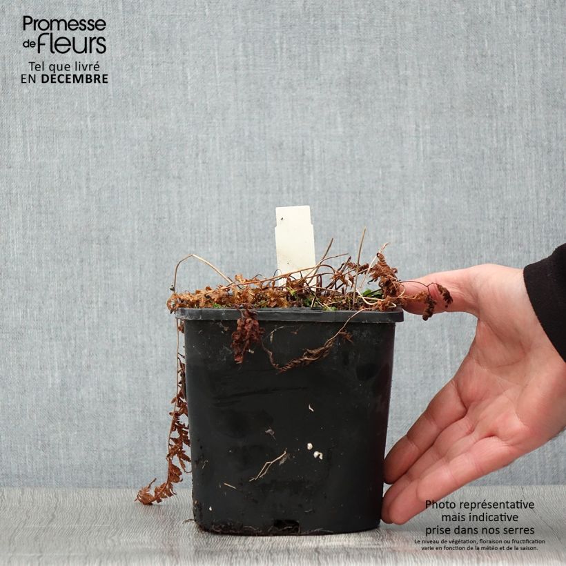 Esimerkki syksyllä toimitetusta Japaninhiirenporras - Athyrium niponicum var. pictum 2 litran/3 litran ruukku-taimesta