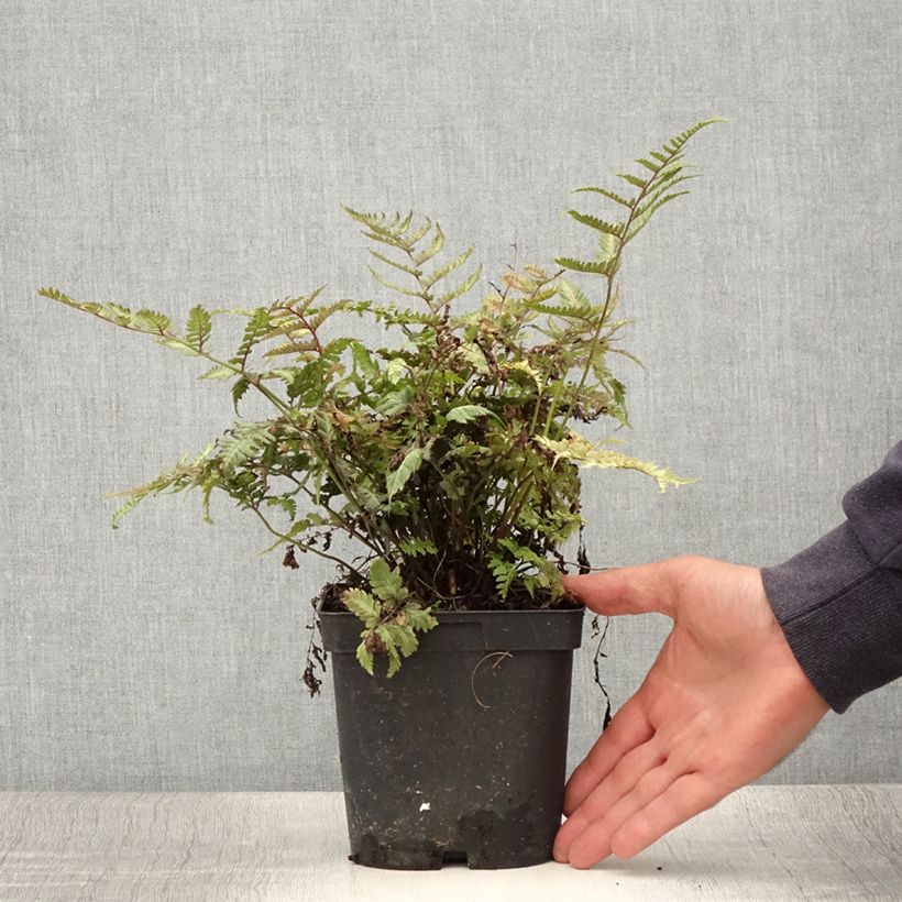 Esimerkki kesällä toimitetusta Japaninhiirenporras var. pictum Ruukku 2L / 3L-taimesta