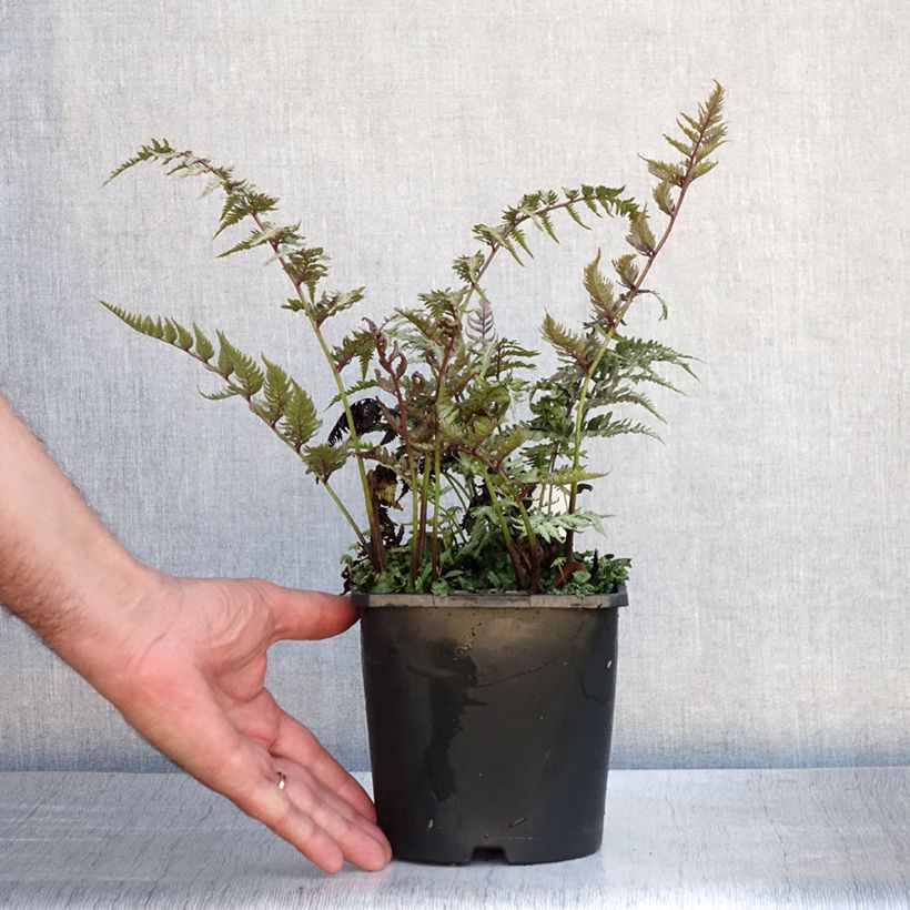 Esimerkki kesällä toimitetusta Japaninhiirenporras Metallicum Pot de 2L/3L-taimesta