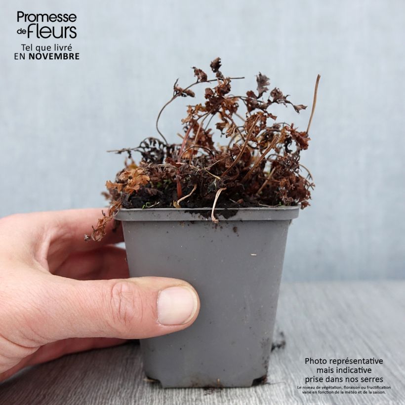 Esimerkki syksyllä toimitetusta Japaninhiirenporras Ursula's red 8/9 cm taimiruukku-taimesta