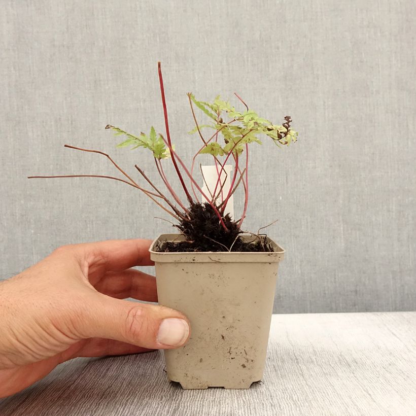 Esimerkki syksyllä toimitetusta Hiirenportaa - Athyrium otophorum var. okanum 8/9 cm taimiruukku-taimesta