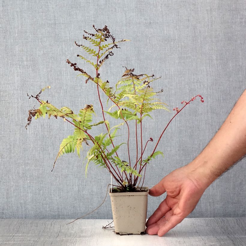 Esimerkki kesällä toimitetusta Hiirenportaa - Athyrium otophorum var. okanum Godet de 8/9 cm-taimesta