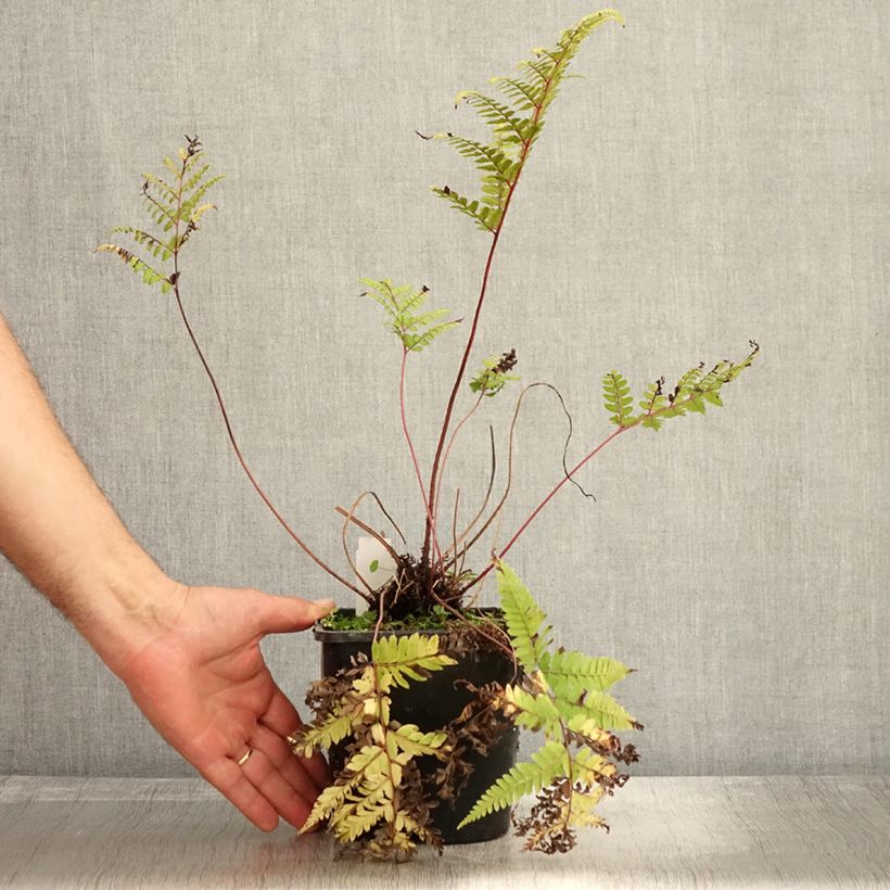 Esimerkki syksyllä toimitetusta Hiirenportaa - Athyrium otophorum var. okanum 2 litran/3 litran ruukku-taimesta