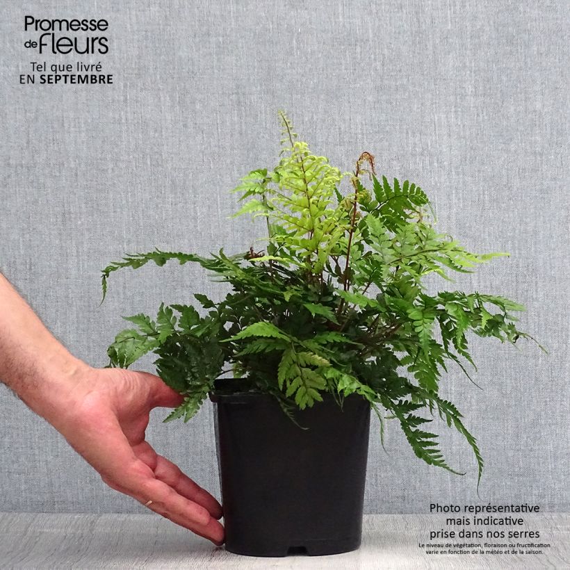 Esimerkki kesällä toimitetusta Hiirenportaa - Athyrium otophorum var. okanum Pot de 2L/3L-taimesta
