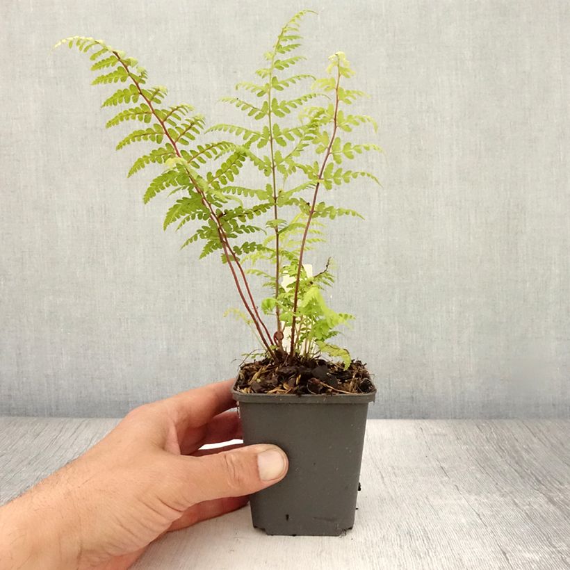 Esimerkki kesällä toimitetusta Hiirenportaa - Athyrium vidalii Godet de 8/9 cm-taimesta