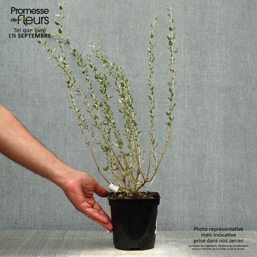 Esimerkki syksyllä toimitetusta Risumaltsa - Atriplex halimus 1,5 litran / 2 litran kannu-taimesta