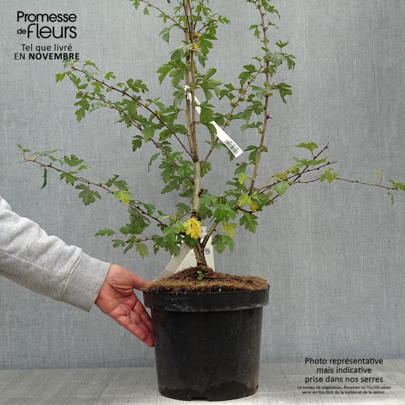 Esimerkki syksyllä toimitetusta Pyöröorapihlaja Paul's Scarlet 7,5 litran / 10 litran ruukku-taimesta