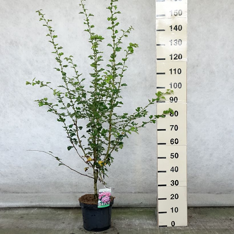 Esimerkki kesällä toimitetusta Pyöröorapihlaja Paul's Scarlet Ruukku 7,5L / 10L-taimesta