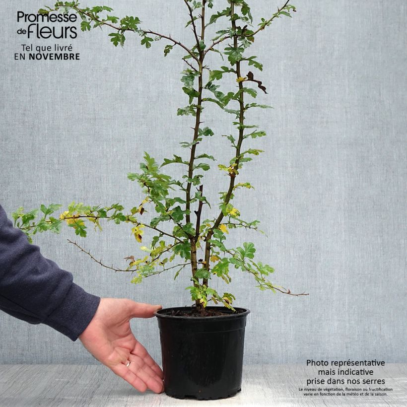 Esimerkki syksyllä toimitetusta Tylppöorapihlaja - Crataegus monogyna 2 litran/3 litran ruukku-taimesta