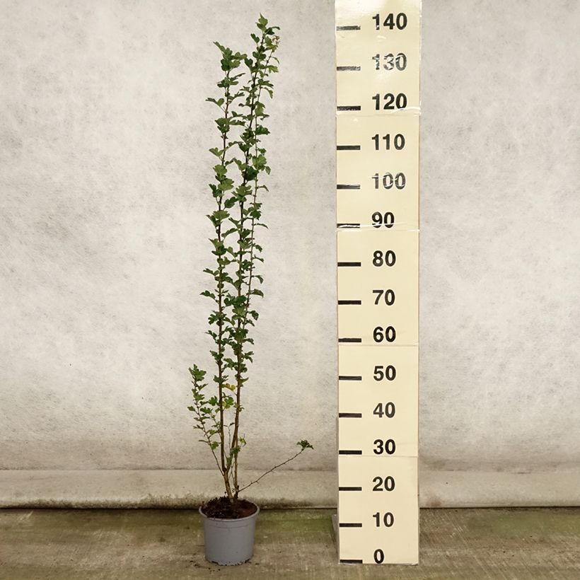 Esimerkki kesällä toimitetusta Tylppöorapihlaja - Crataegus monogyna Ruukku 2L / 3L-taimesta