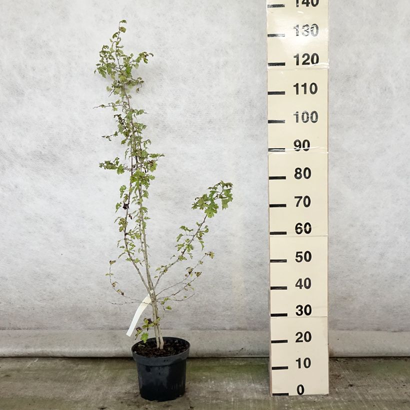Esimerkki kesällä toimitetusta Tylppöorapihlaja - Crataegus monogyna Ruukku 4L / 5L-taimesta