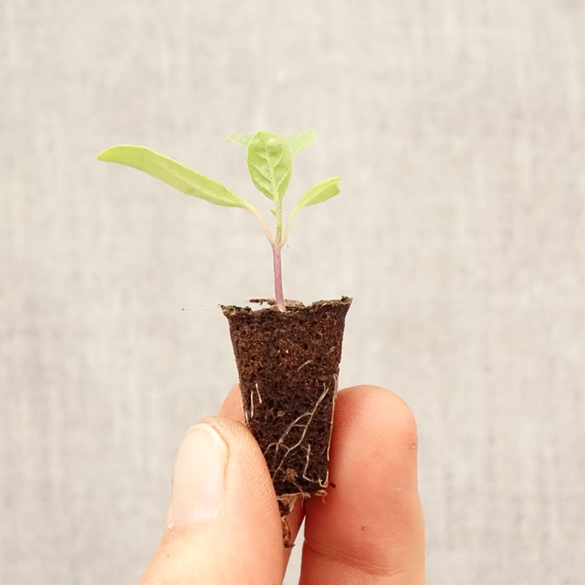 Esimerkki keväällä toimitetusta Munakoiso Violet Knight F1 taimena Minipaakku Ø 3/4 cm-taimesta