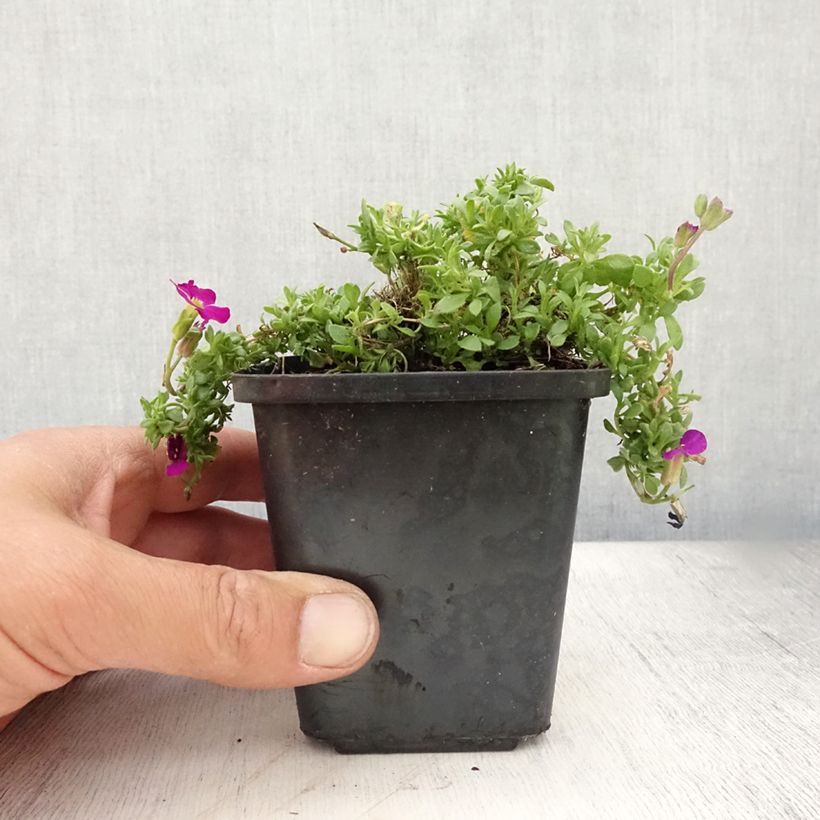 Esimerkki kesällä toimitetusta Ristikki Bressingham Red Taimiruukku 8/9 cm-taimesta