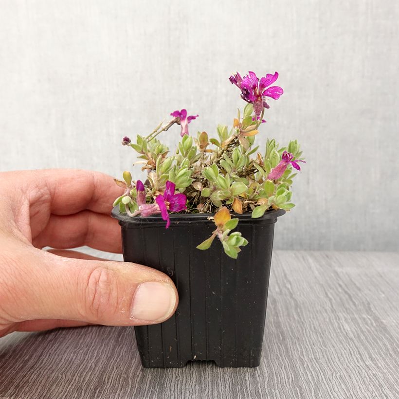 Esimerkki keväällä toimitetusta Aubriète Florado Rose - Aubrieta gracilis Godet de 8/9 cm-taimesta