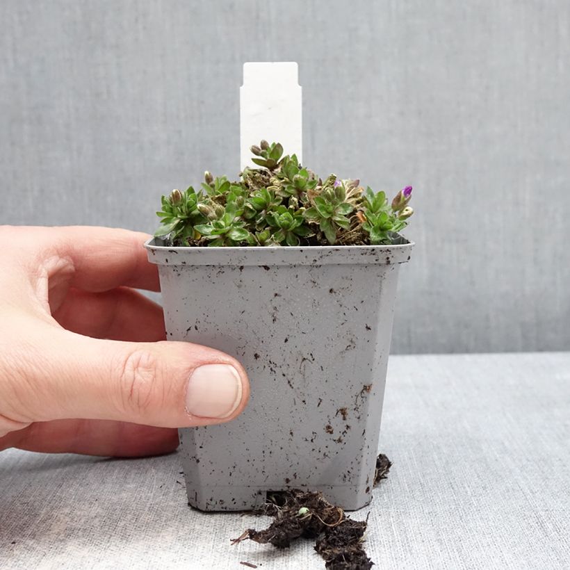 Esimerkki talvella toimitetusta Ristikki Kitte Bleu 8/9 cm taimiruukku-taimesta