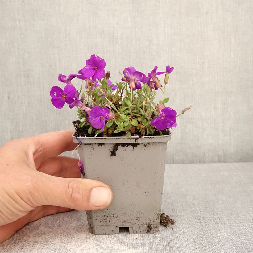 Esimerkki keväällä toimitetusta Ristikki Kitte Bleu Taimiruukku 8/9 cm-taimesta