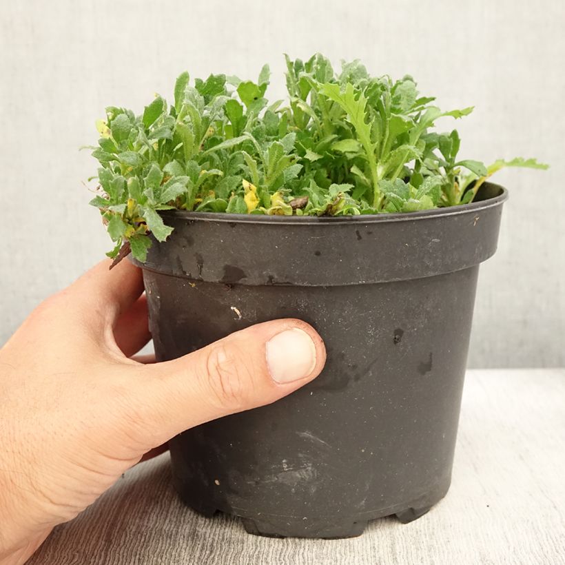 Esimerkki kesällä toimitetusta Tarharistikki Cascade Red Pot de 2L/3L-taimesta