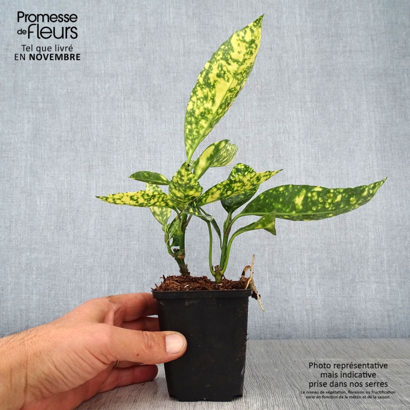 Esimerkki syksyllä toimitetusta Kiiltopensas Crotonifolia 8/9 cm taimiruukku-taimesta
