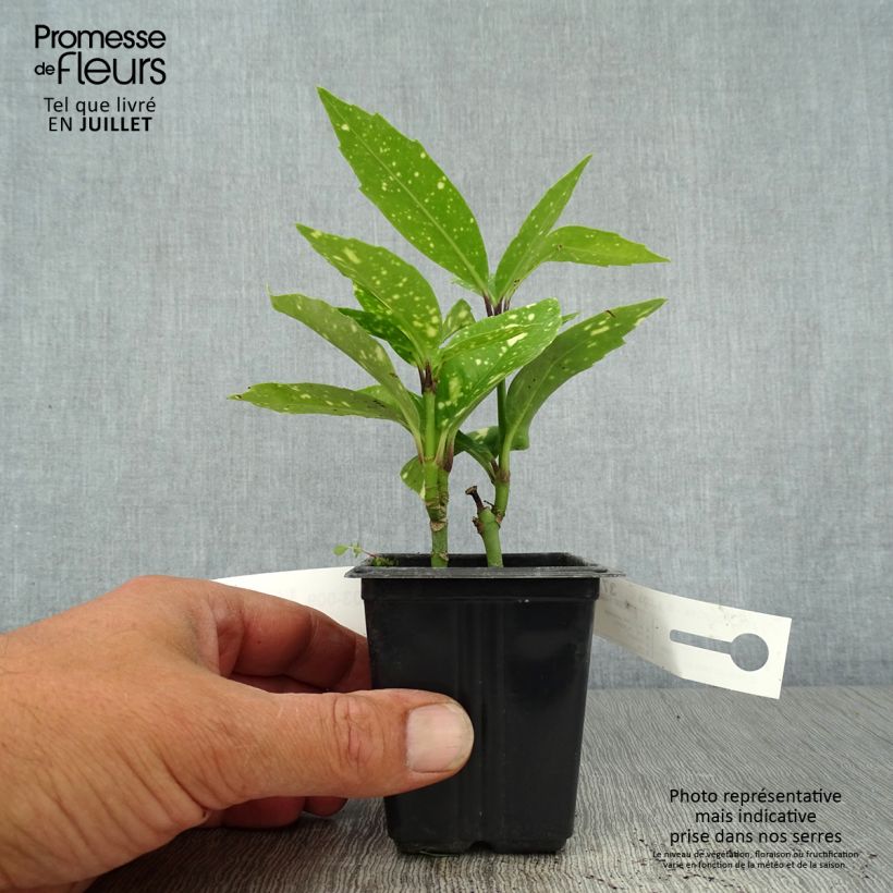 Esimerkki kesällä toimitetusta Kiiltopensas Crotonifolia Taimiruukku 8/9 cm-taimesta