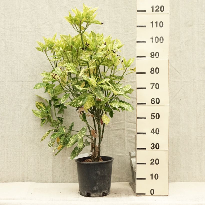 Esimerkki kesällä toimitetusta Kiiltopensas Crotonifolia Ruukku 7,5L / 10L-taimesta
