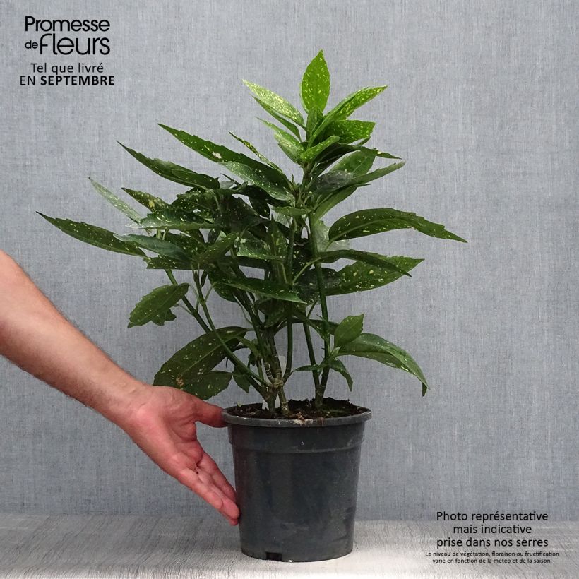 Esimerkki syksyllä toimitetusta Kiiltopensas - Aucuba japonica 3 litran/4 litran ruukku-taimesta