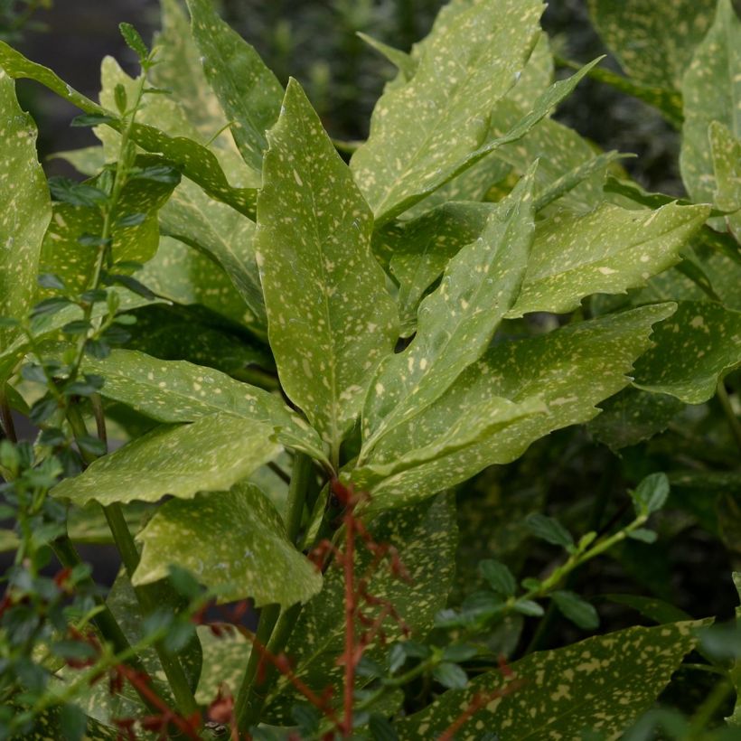 Kiiltopensas Variegata (Lehvistö)