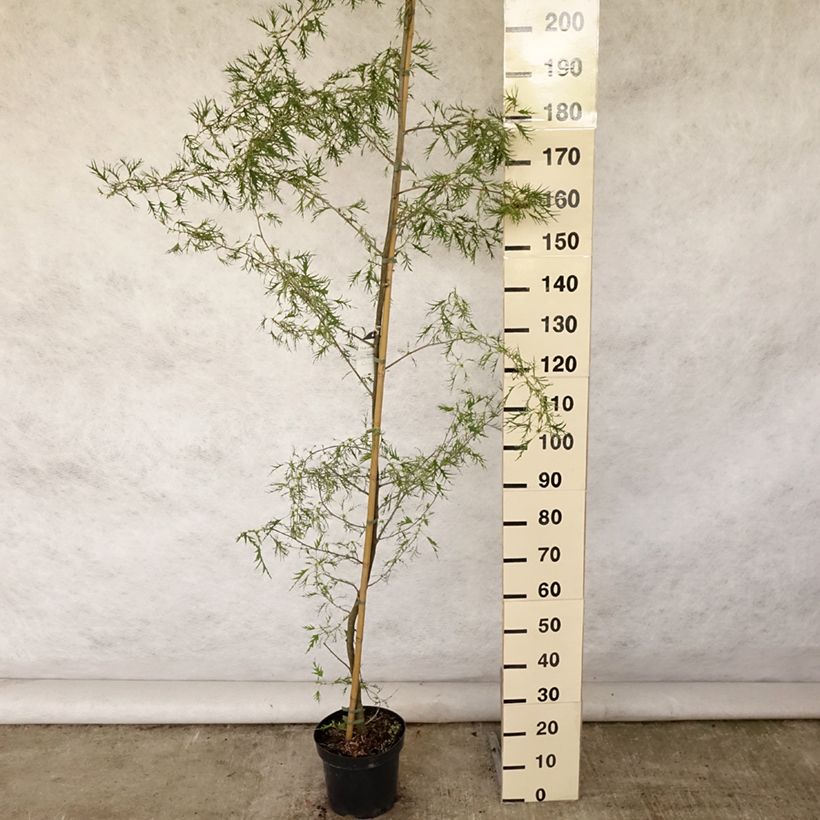 Esimerkki kesällä toimitetusta Tervaleppä Imperialis Pot de 7,5L/10L-taimesta