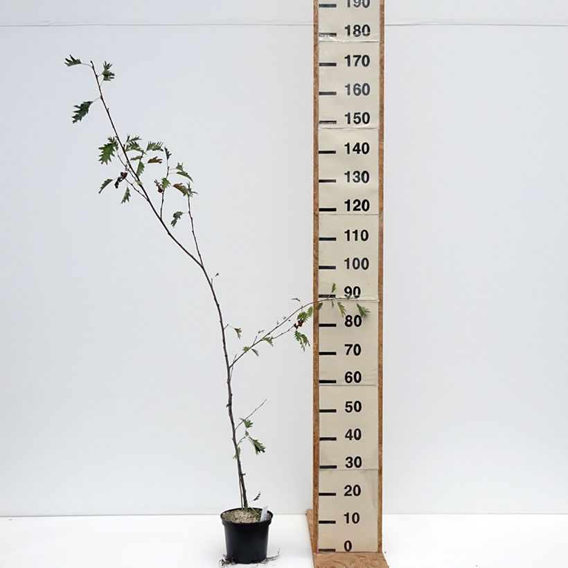 Esimerkki syksyllä toimitetusta Tervaleppä Laciniata - Alnus glutinosa 3 litran/4 litran ruukku-taimesta