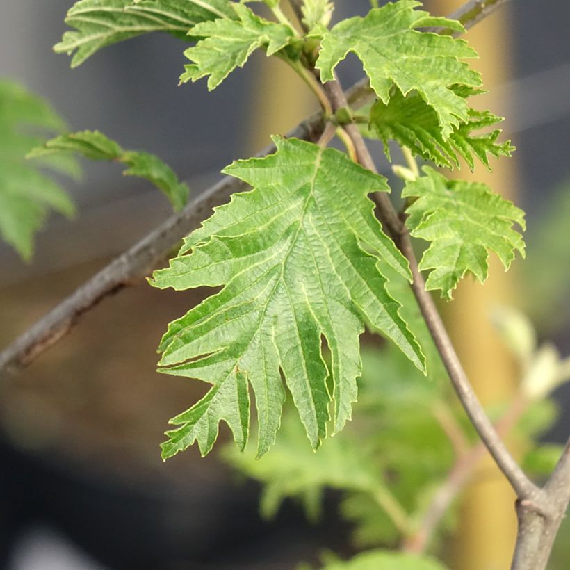 Tervaleppä Laciniata - Alnus glutinosa (Lehvistö)