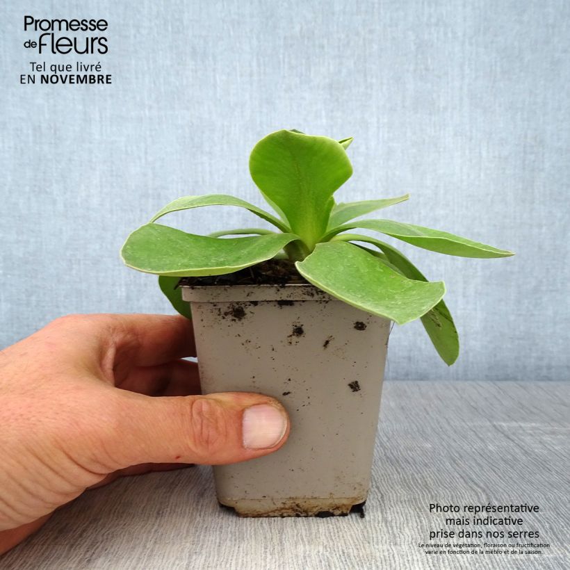 Esimerkki syksyllä toimitetusta Pihaesikko - Primula x pubescens 8/9 cm taimiruukku-taimesta