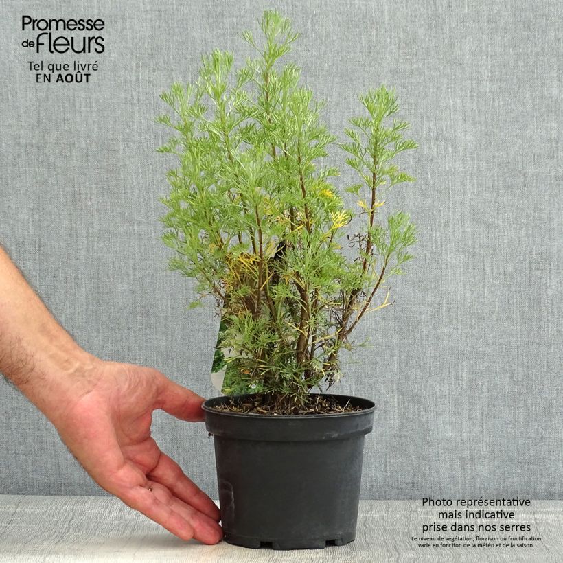 Esimerkki kesällä toimitetusta Aaprottimaruna - Artemisia abrotanum Ruukku 1,5L / 2L-taimesta