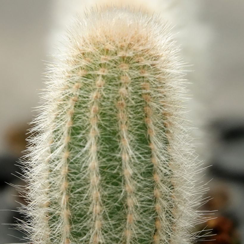 Austrocephalocereus dybowskii (Lehvistö)